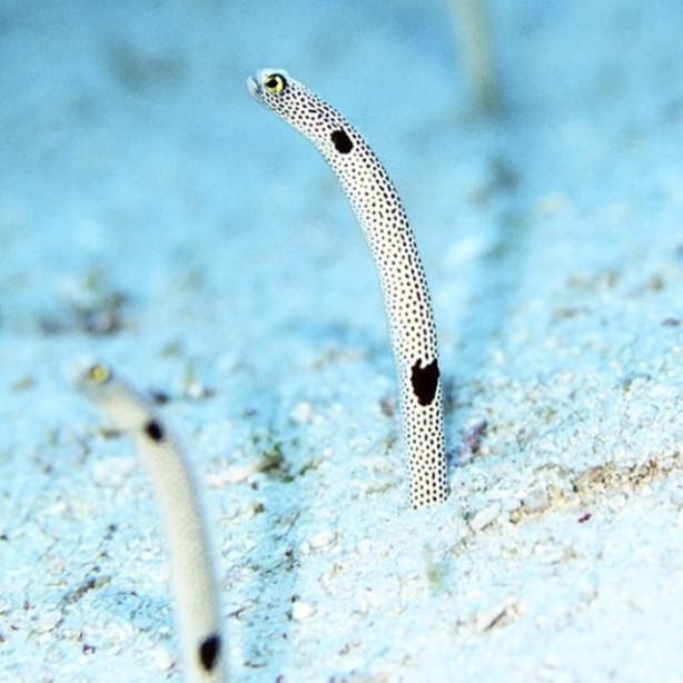 Foto - Panzehiri olmayan balık!