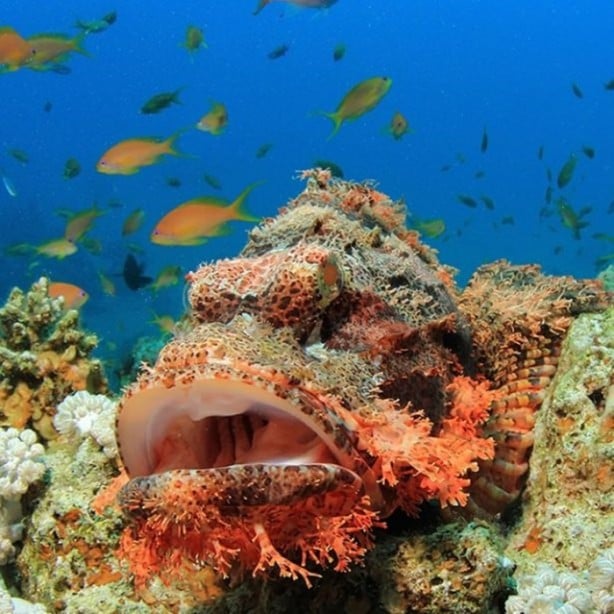 Foto - Panzehiri olmayan balık!