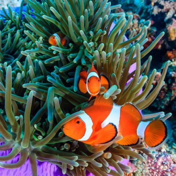 Foto - Panzehiri olmayan balık!