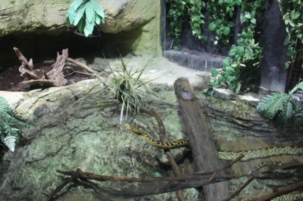 Foto - Panzehiri olmayan balık!