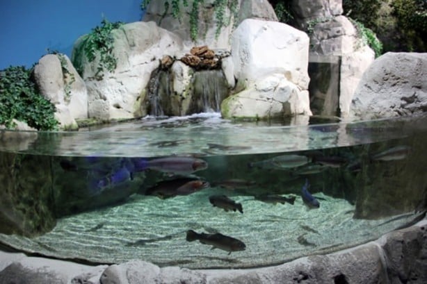 Foto - Panzehiri olmayan balık!