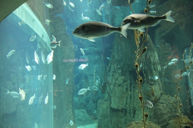 Foto - Panzehiri olmayan balık!