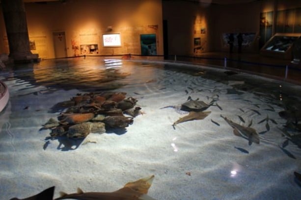 Foto - Panzehiri olmayan balık!