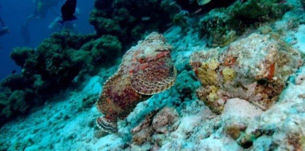 Foto - Panzehiri olmayan balık!