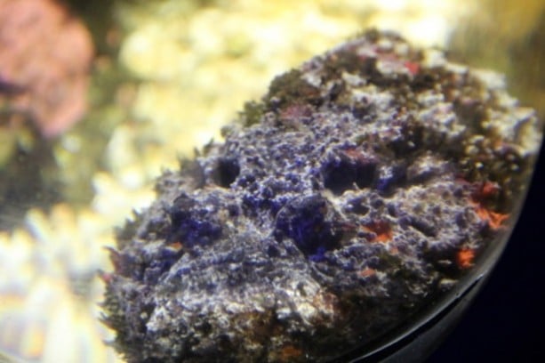 Foto - Panzehiri olmayan balık!