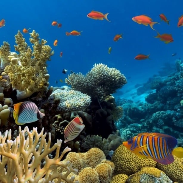 Foto - Panzehiri olmayan balık!