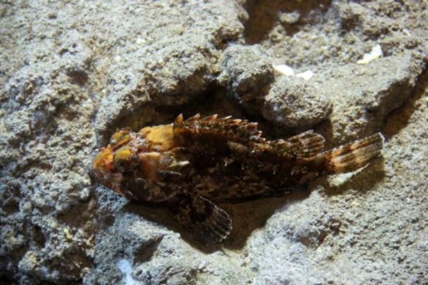 Foto - Panzehiri olmayan balık!