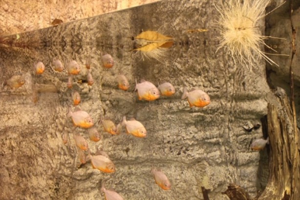 Foto - Panzehiri olmayan balık!