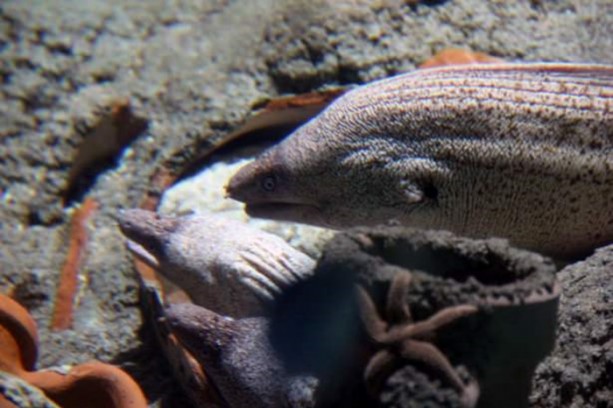 Foto - Panzehiri olmayan balık!