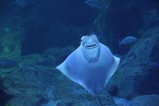 Foto - Panzehiri olmayan balık!