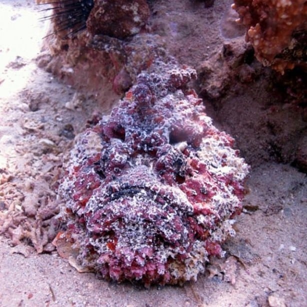 Foto - Panzehiri olmayan balık!