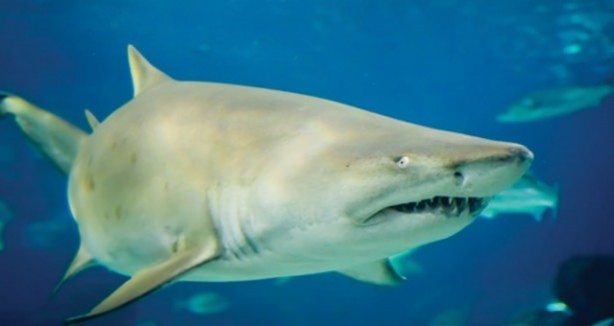 Foto - Panzehiri olmayan balık!