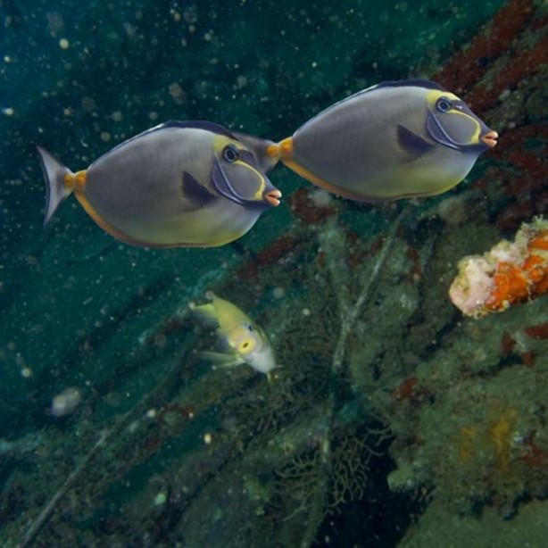 Foto - Panzehiri olmayan balık!