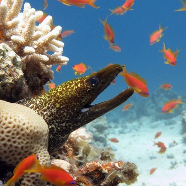 Foto - Panzehiri olmayan balık!