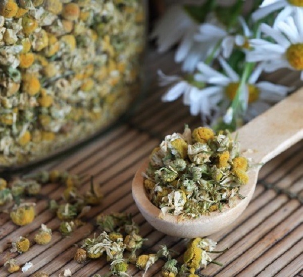 Foto - Papatya çayının bu faydalarını duyan aktara koşuyor!