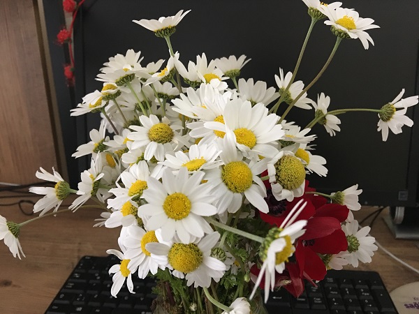 Foto - Papatya denizi mest etti