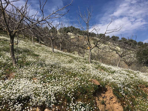 Foto - Papatya denizi mest etti