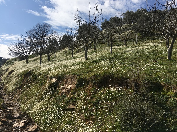 Foto - Papatya denizi mest etti