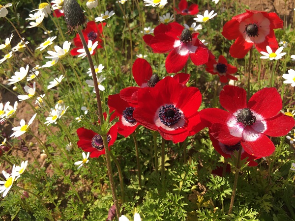 Foto - Papatya denizi mest etti