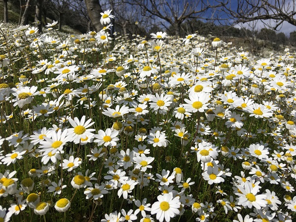 Foto - Papatya denizi mest etti