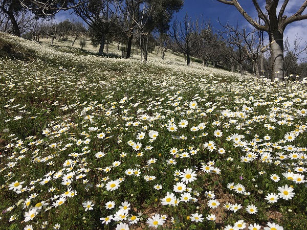 Foto - Papatya denizi mest etti