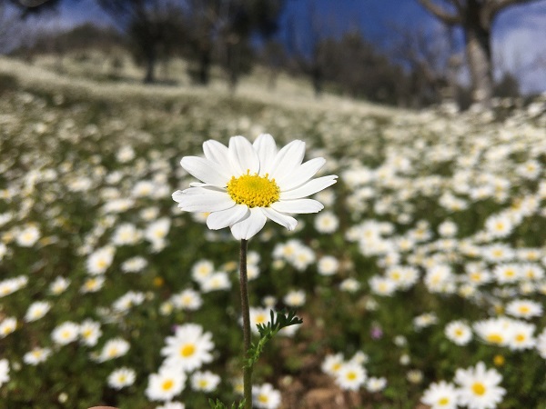 Papatya denizi mest etti