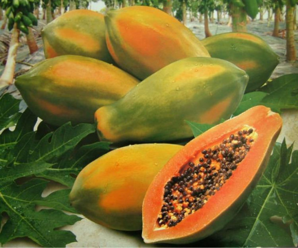Papaya felçten koruyor!