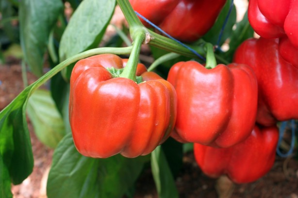 Paprikanın şaşırtan faydaları
