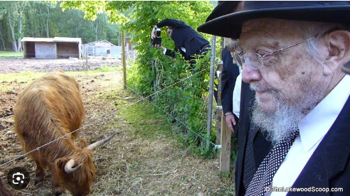 Foto - ‘Para Aduma’ Kırmızı Düve nedir?... İsrail’in teolojik planı! Altından tapınak şövalyeleri çıktı