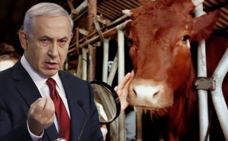 Foto - ‘Para Aduma’ Kırmızı Düve nedir?... İsrail’in teolojik planı! Altından tapınak şövalyeleri çıktı