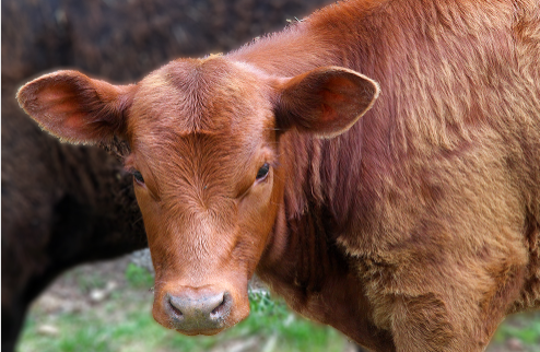 Foto - ‘Para Aduma’ Kırmızı Düve nedir?... İsrail’in teolojik planı! Altından tapınak şövalyeleri çıktı