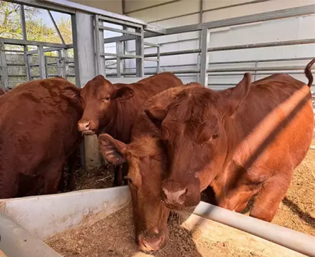Foto - ‘Para Aduma’ Kırmızı Düve nedir?... İsrail’in teolojik planı! Altından tapınak şövalyeleri çıktı