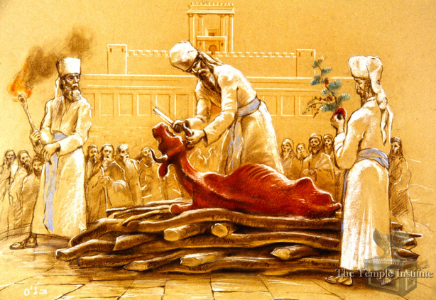 Foto - ‘Para Aduma’ Kırmızı Düve nedir?... İsrail’in teolojik planı! Altından tapınak şövalyeleri çıktı