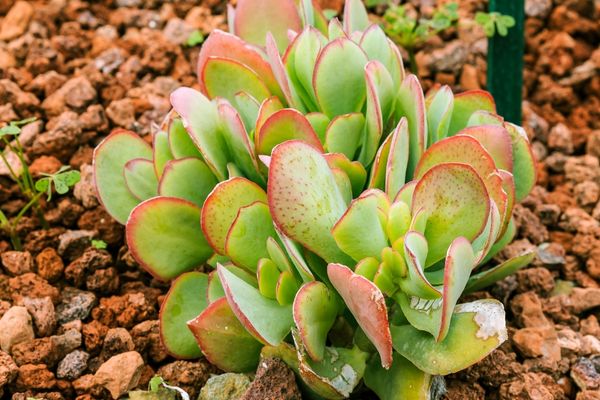 Foto - Para bereket çiçeği bakımı, çoğaltılması: Bu bitkinin şok eden faydaları saymakla bitmiyor! Daha önce benzerini görmedik