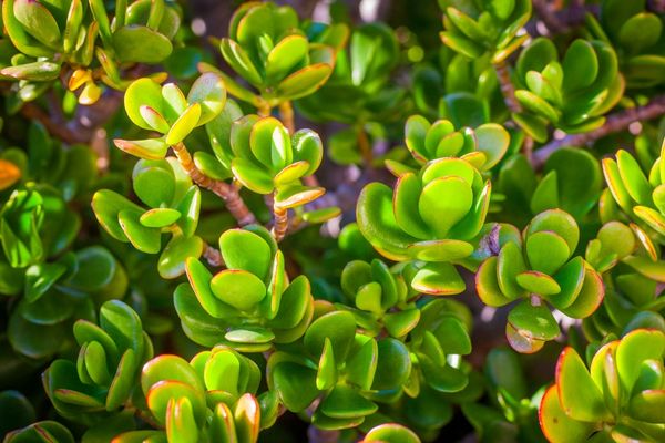 Foto - Para bereket çiçeği bakımı, çoğaltılması: Bu bitkinin şok eden faydaları saymakla bitmiyor! Daha önce benzerini görmedik