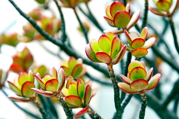 Foto - Para bereket çiçeği bakımı, çoğaltılması: Bu bitkinin şok eden faydaları saymakla bitmiyor! Daha önce benzerini görmedik