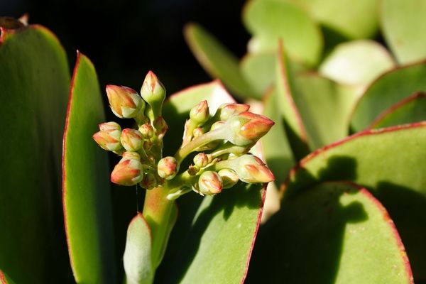 Foto - Para bereket çiçeği bakımı, çoğaltılması: Bu bitkinin şok eden faydaları saymakla bitmiyor! Daha önce benzerini görmedik