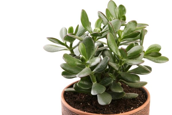 Foto - Para bereket çiçeği bakımı, çoğaltılması: Bu bitkinin şok eden faydaları saymakla bitmiyor! Daha önce benzerini görmedik