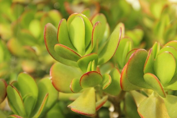 Foto - Para bereket çiçeği bakımı, çoğaltılması: Bu bitkinin şok eden faydaları saymakla bitmiyor! Daha önce benzerini görmedik