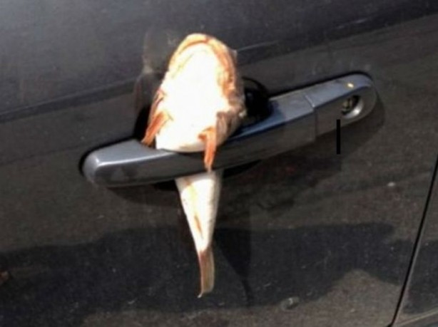 Foto - Park ederken dikkat!