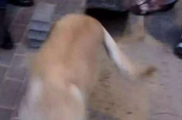 Foto - Parke taşlarını tek tek söktü! Altından çıkanı gören gözlerine inanamadı!