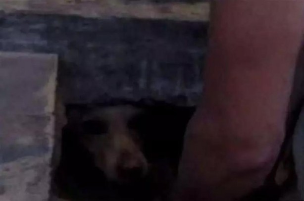 Foto - Parke taşlarını tek tek söktü! Altından çıkanı gören gözlerine inanamadı!