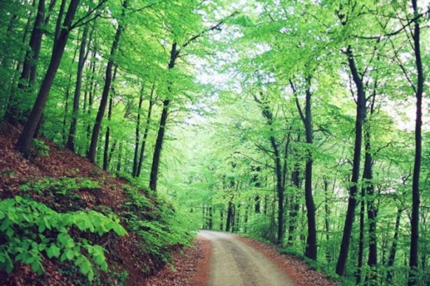 Foto - Parkların insan sağlığına etkileri