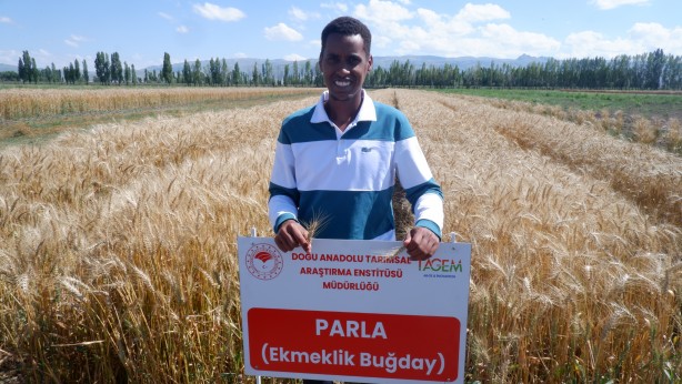 "Parla" Erzurum'da Pasin Ovası'nda başak verdi