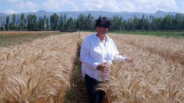 Foto - "Parla" Erzurum'da Pasin Ovası'nda başak verdi