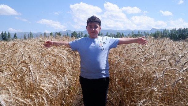 Foto - "Parla" Erzurum'da Pasin Ovası'nda başak verdi