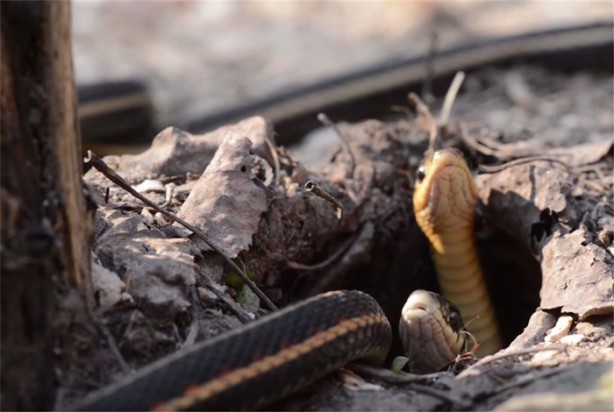 Foto - Kış uykusundan uyandılar!