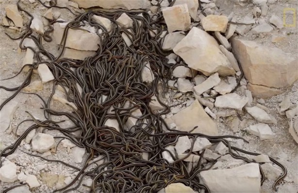 Foto - Kış uykusundan uyandılar!