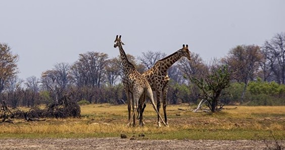 Foto - Pasaport gerekmiyor! İşte Türk kimliğiyle seyahat edebileceğiniz ülkeler