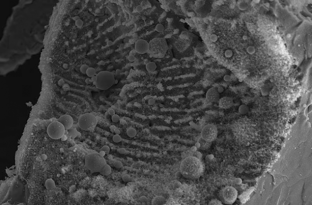 Foto - Pasifik'in dibinde bulundu! Araştırmacılar yaptıkları incelemeden sonra hemen dünyaya büyük haberi verdi! Böyle bir şeye ilk defa tanık oldular